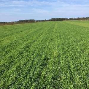 Meet your Posher, Sandy